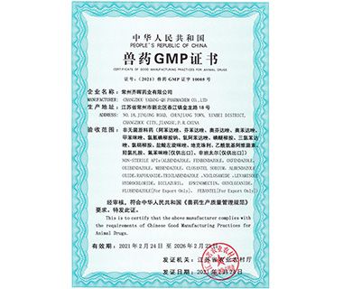 Honors & Certificate